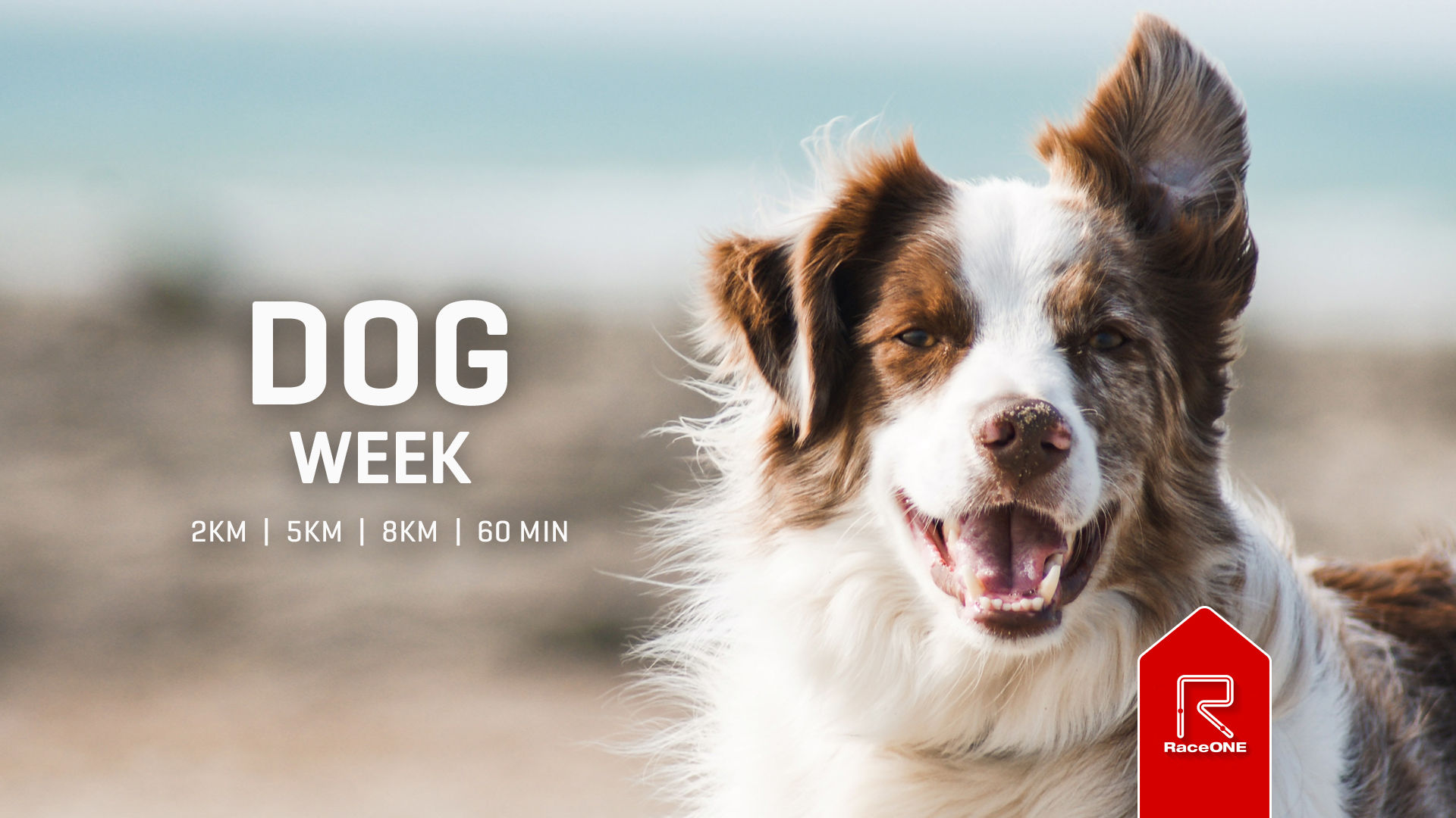 Dog Week - 2km